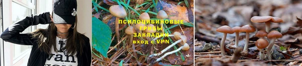 шишки Богородск